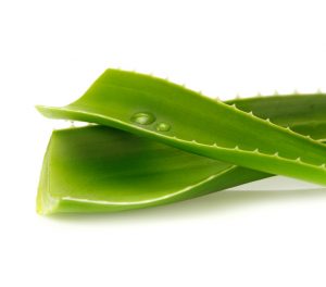 Fotolia 33095150 S 300x264 - Aloe Vera: la planta de la eterna juventud